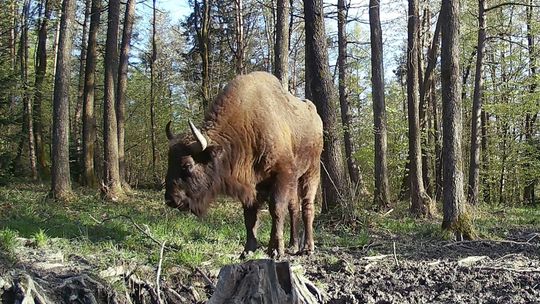 "Rymanowski" żubr znów uchwycony w fotopułapce