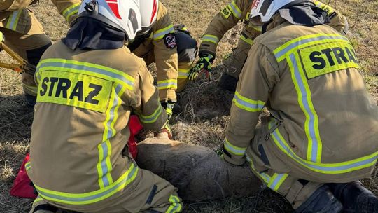 Sarna była zaplątana w siatkę ogrodzeniową. Uwolnili ją strażacy ze Świerzowej Polskiej