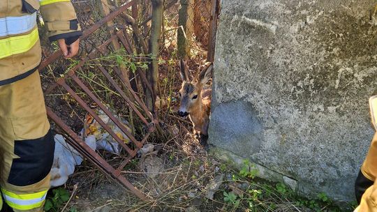 Sarna uwięziona w ogrodzeniu. Szybka interwencja strażaków z Iwonicza