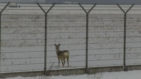 Sarny na lotnisku. Jak radzą sobie zimą?