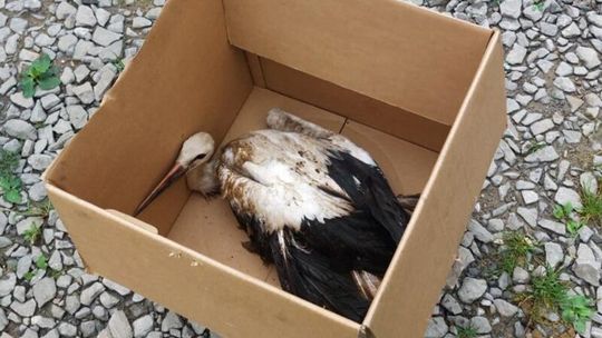 Silny wiatr uszkodził dwa bocianie gniazda. Strażacy ruszyli z pomocą