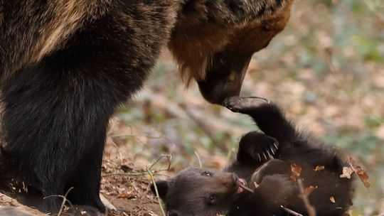 Spotkanie w bibliotece. Leśnicy opowiedzą o niedźwiedziach