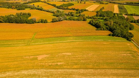 Stosowanie poplonów: Jak skutecznie poprawić żyzność gleby w gospodarstwie i ogrodzie?
