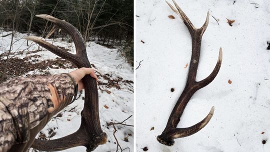 Straż Leśna będzie prowadzić akcję "Wieniec"