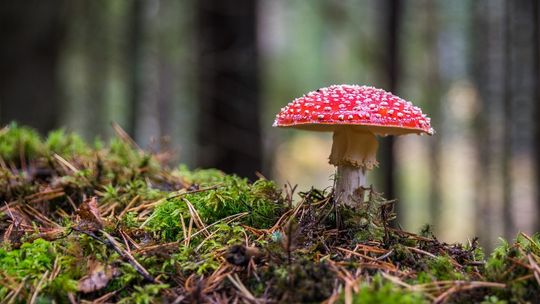 Strzeż się tych grzybów. Wróciły i wyglądają, jak ich niegroźne bliźniaki