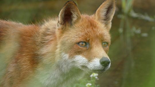 Szczepienia lisów wolno żyjących przeciwko wściekliźnie