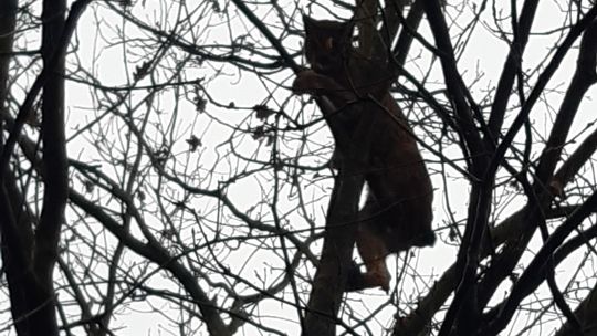 Takie spotkania nie zdarzają się codziennie. Ryś uciekł przed leśniczym na drzewo
