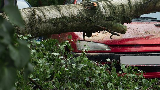 Tragedia pod Rzeszowem. Na jadący samochód spadło drzewo