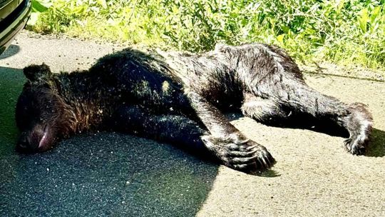 Tragedia w Beskidzie Niskim. Postrzelony niedźwiedź nie przeżył
