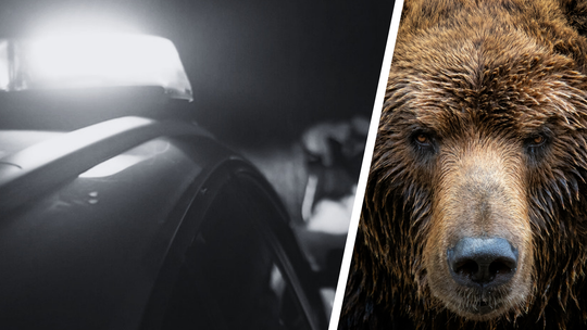 Tragiczny atak niedźwiedzia. Prokuratura prowadzi śledztwo