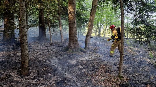 Trudna sytuacja w podkarpackich lasach. Leśnicy apelują o rozwagę