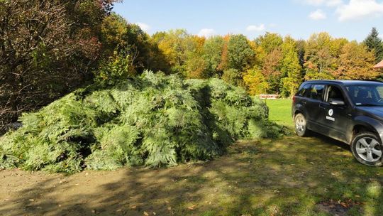 Trwa akcja „Stroisz 26”. Leśnicy sprawdzają lasy i sprzedawców