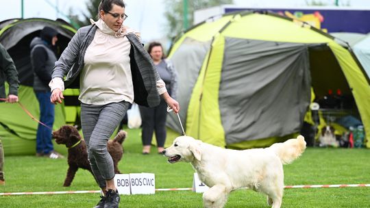Trwa XXXVII Podkarpacka Wystawa Psów Rasowych w Krośnie