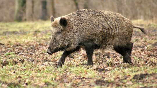 Uwaga na polowania w gminie Chorkówka!