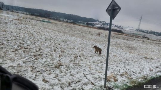 Uwaga wilk! Widziany był w Krośnie i Korczynie