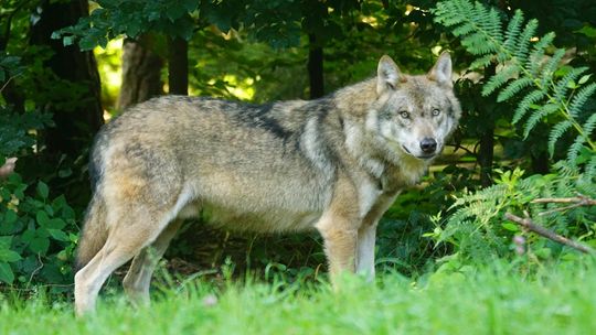 UWAGA! Władze gminy ostrzegają przed wilkami