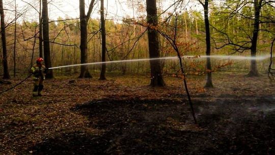 W podkarpackich lasach jest bardzo sucho. Spłonęło siedem hektarów poszycia leśnego