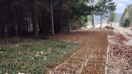 W tym roku na Podkarpaciu leśnicy zasadzą blisko 13 milionów młodych drzewek