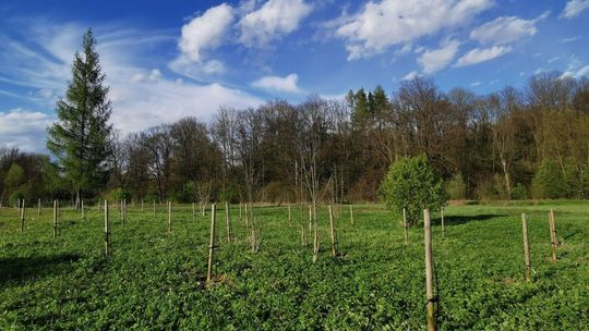 W zakolu Wisłoka powstaje raj dla pszczół! To nie jedyne działanie proekologiczne w Krośnie