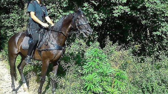 WĘGLÓWKA: Policjanci na koniach ujawnili krzewy konopi