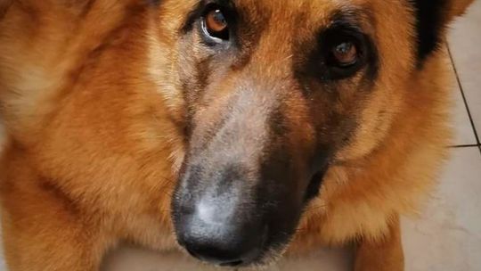 Wiele razy ratował życie ludziom. Teraz Brutus prosi o pomoc człowieka