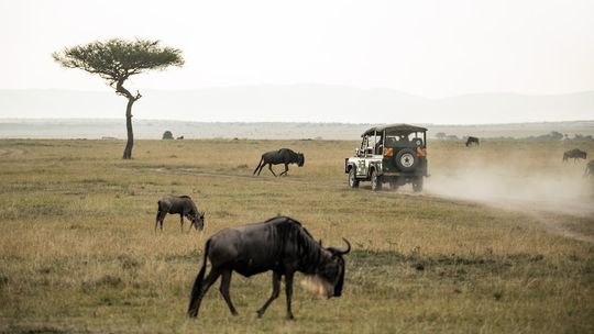 Safari w Tanzanii podczas Wielkiej Migracji