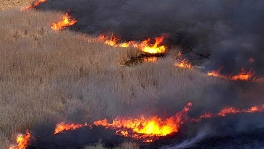 Wielki ogień nad Biebrzą. Kilkuset strażaków gasiło pożar w parku narodowym