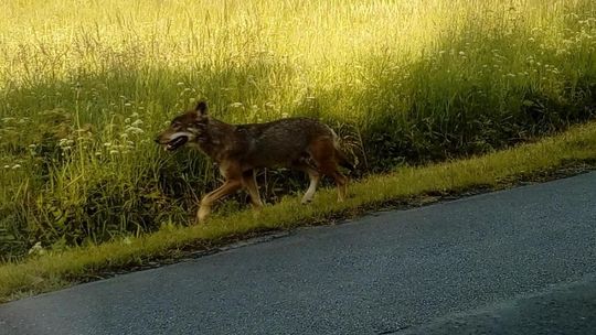 Wilk pogryzł dwójkę dzieci. Został zastrzelony