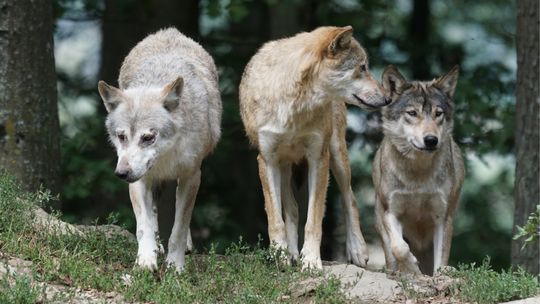 Wilki w okolicach domostw. Urząd Miejski w Dukli ostrzega