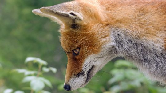 Wiosenna akcja szczepienia lisów przeciwko wściekliźnie na Podkarpaciu