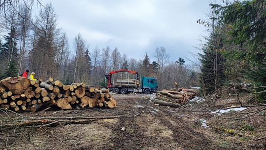 Wspólny Las alarmuje: Szczyt Gloriety koło Iwonicza-Zdroju po kolejnych wycinkach
