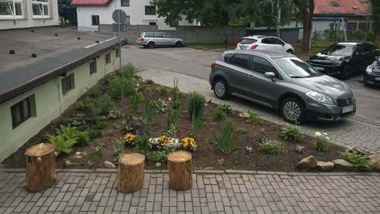 Z Dziennego Domu Senior+ w Krośnie skradziono pnie drzew. Placówka prosi o ich zwrot
