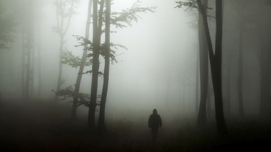 Zaczął się sezon na grzyby. Podpowiadamy jak nie zgubić się w lesie