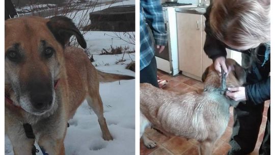 Zapadł wyrok w sprawie znęcania się nad zwierzętami