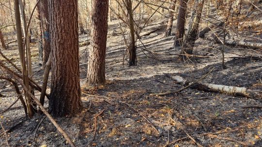 Zaprószenie ognia mogło być przyczyną dużego pożaru lasu w Nadleśnictwie Dynów