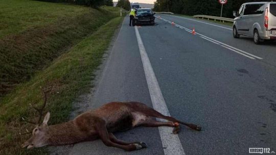 Złota, ale niebezpieczna jesień. Uważaj na „miłosny szał” na drodze!