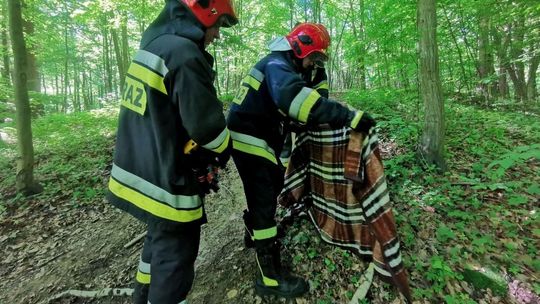 Zraniony drapieżny ptak. Pomoc nadeszła na czas