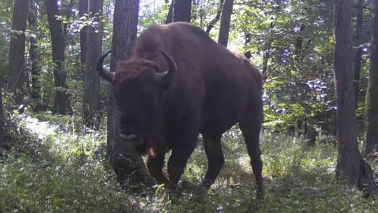 Żubr samotnik zapuścił się w okolice Rymanowa-Zdroju. Leśnicy podkreślają, że to nic nienaturalnego