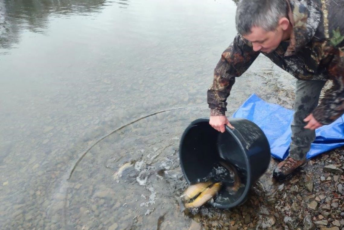 150 kilogramów pstrąga potokowego trafiło do Zbiornika Myczkowieckiego