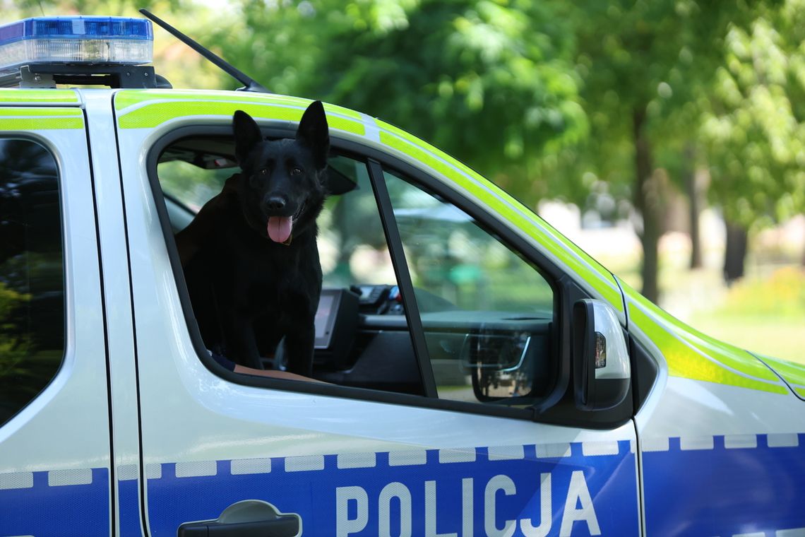 34 policyjne psy w podkarpackiej Policji. Jak Ci funkcjonariusze wspierają tropienie i poszukiwania?