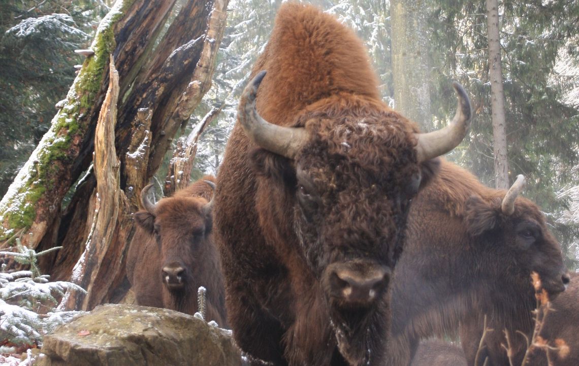 60 lat temu żubry wróciły w Bieszczady. Dziś jest ich około 750