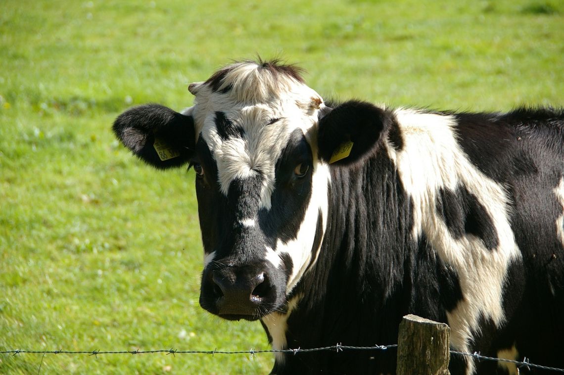 BARWINEK: Stado krów zablokowało drogę krajową
