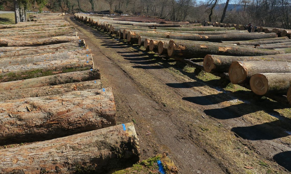 Bez rekordów na submisji. Najlepiej sprzedała się dębina Bez rekordów na submisji. Najlepiej sprzedała się dębina