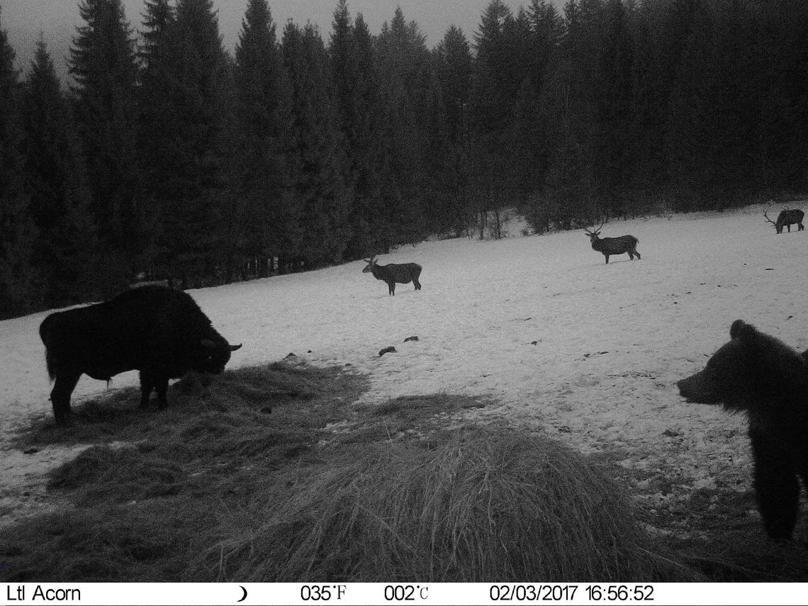 BIESZCZADY: Hierarchia przy jedzeniu. Niedźwiedź spaceruje drogą