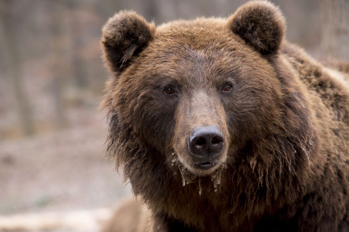 Bieszczady. Niedźwiedź zaatakował 46-letnią kobietę