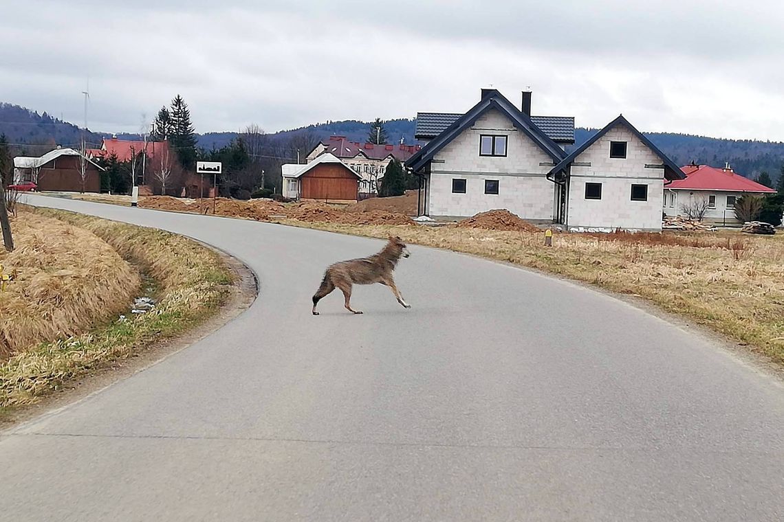 BÓBRKA: Samotny wilk spotkany blisko domostw