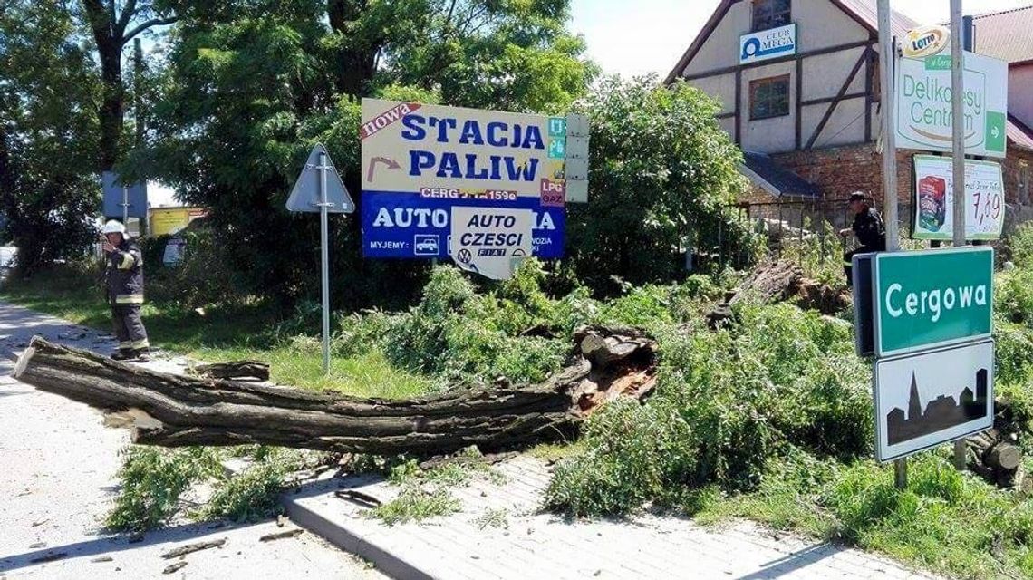 Cergowa: Spróchniałe drzewo zagrażało przechodniom