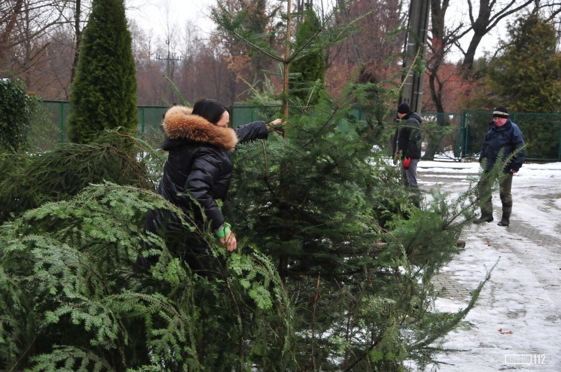 Choinka prosto z lasu. Nadleśnictwa przygotowują się do sprzedaży jodeł i świerków