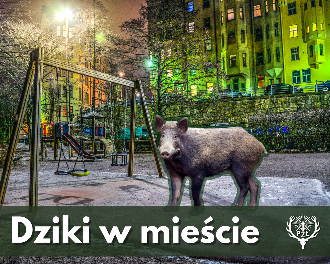 Co robi dzik na placu zabaw? Dlaczego w miastach coraz częściej pojawiają się dzikie zwierzęta