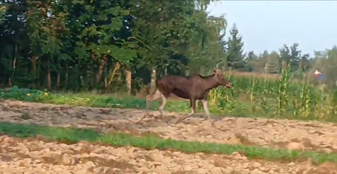 Coraz więcej łosi na Podkarpaciu. Nierzadko pojawiają się nawet w centrach miast